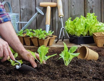 Что посадить на огороде весной: выращиваем овощи по всем правилам